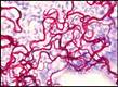 Obr�zek31